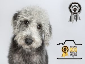 2nd Prize winner in National Dog Portrait Awards 2019