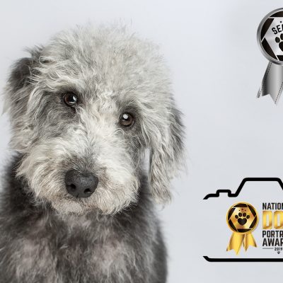 2nd Prize winner in National Dog Portrait Awards 2019