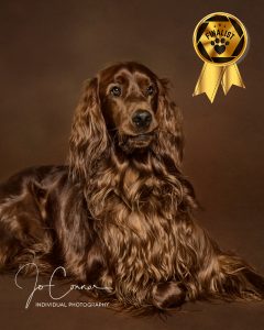 Kuber Finalist in competition - Red Setter