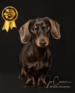 Derek Finalist in competition - Miniature Dachshund