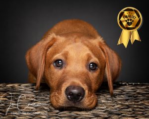 Red Finalist in competition - Fox Red Labrador