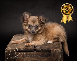 Teddy Finalist in competition -Long-haired Chihuahua