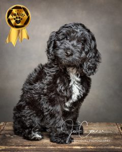 Bonnie Finalist in competition - Cockapoo