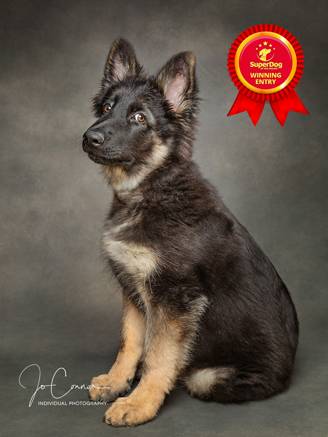 Superdog of the Month winner, German Shepherd Dog puppy