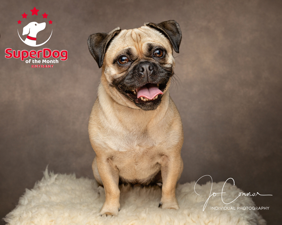 Superdog entrant - pug