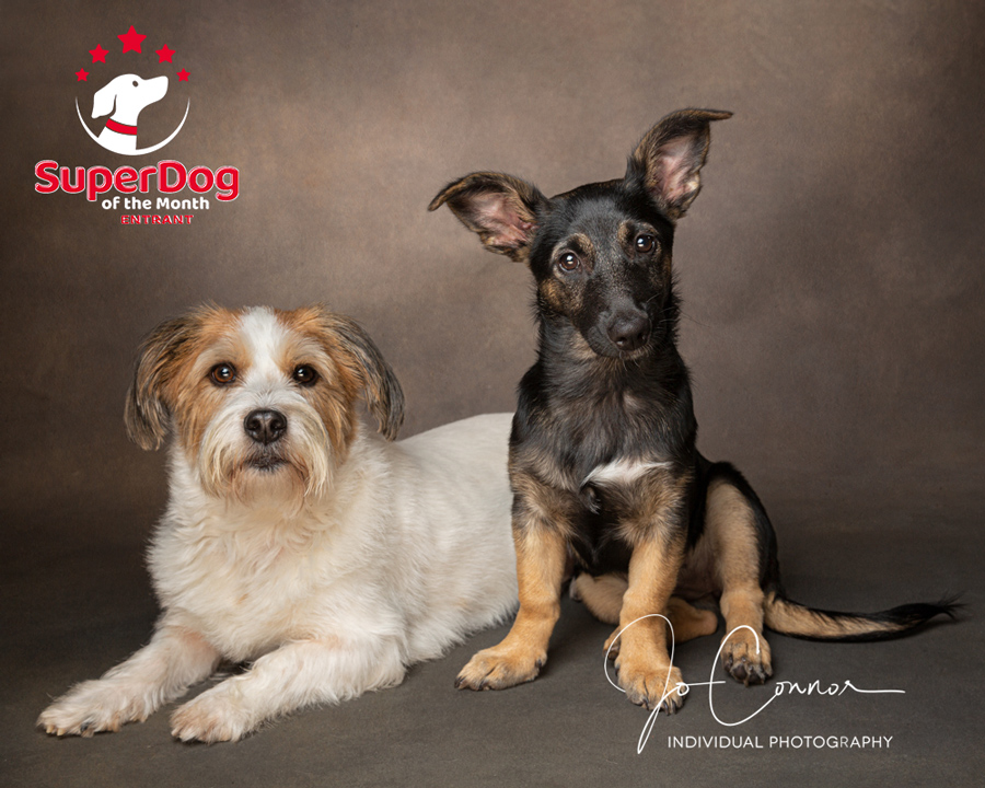 Superdog entrants cross breeds