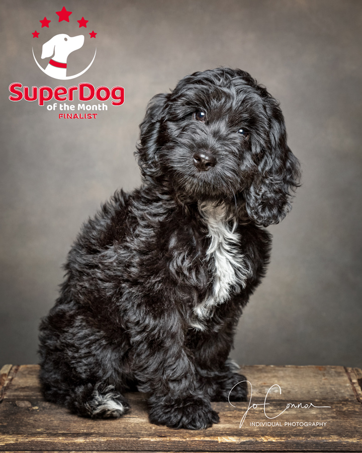 Superdog of the Month finalist, black cockapoo puppy