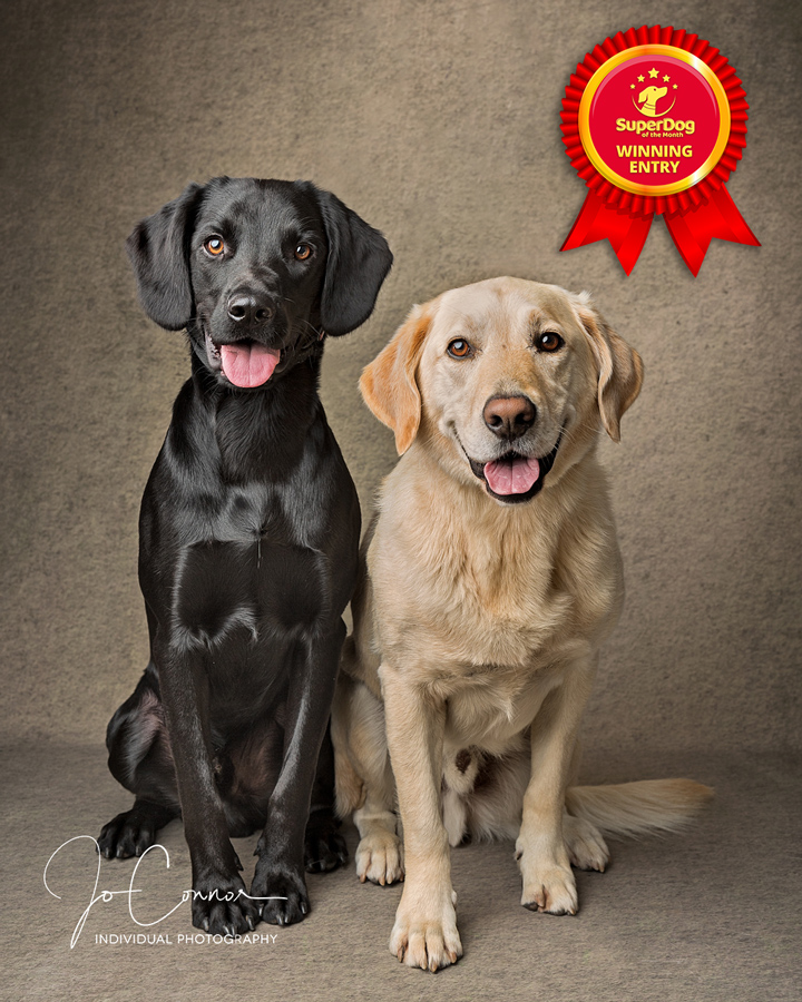Superdog of the Month winners, black and gold labradors