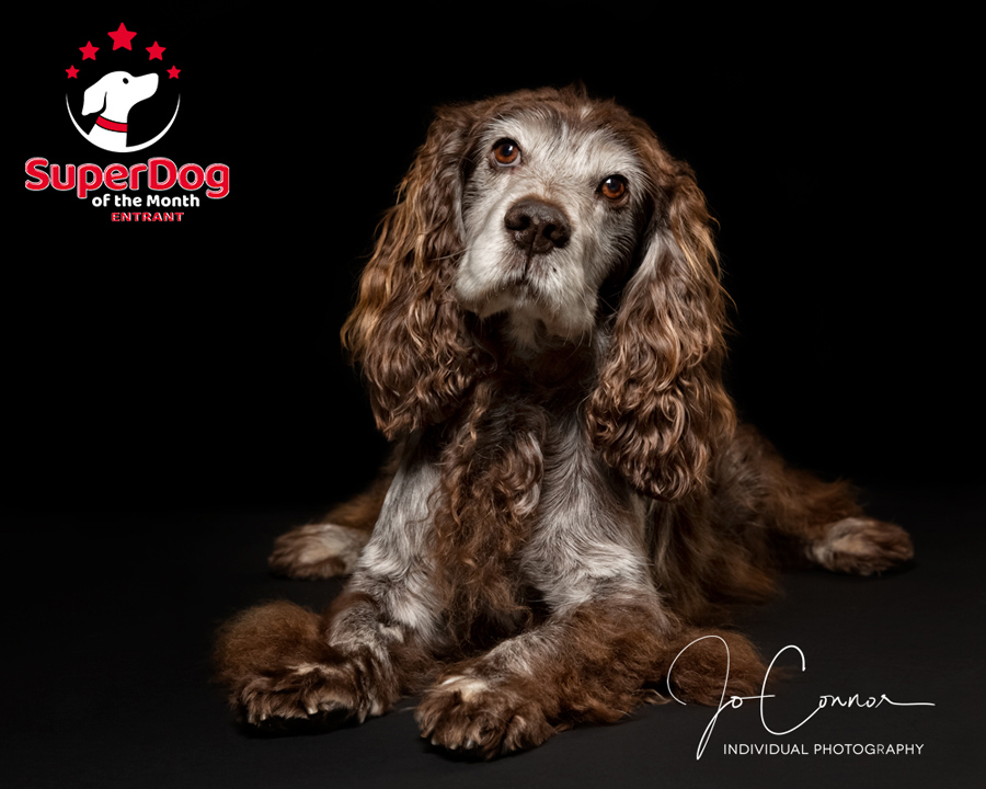 Superdog entrant Working Cocker Spaniel