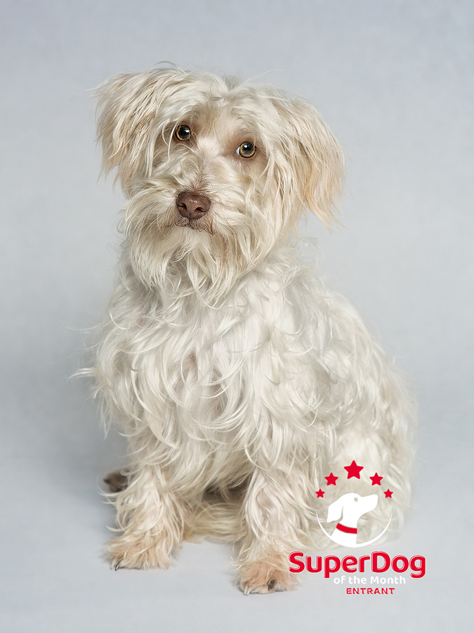 Cute very light coloured terrier cross