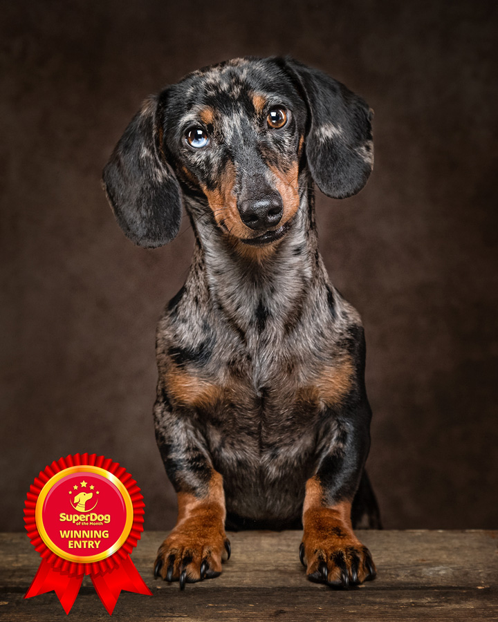 Dappled miniature dachschund