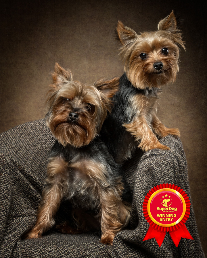 Miniature Yorkshire Terriers