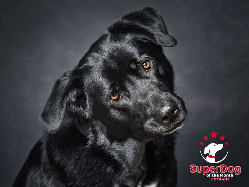 Newfoundland x German Shepherd