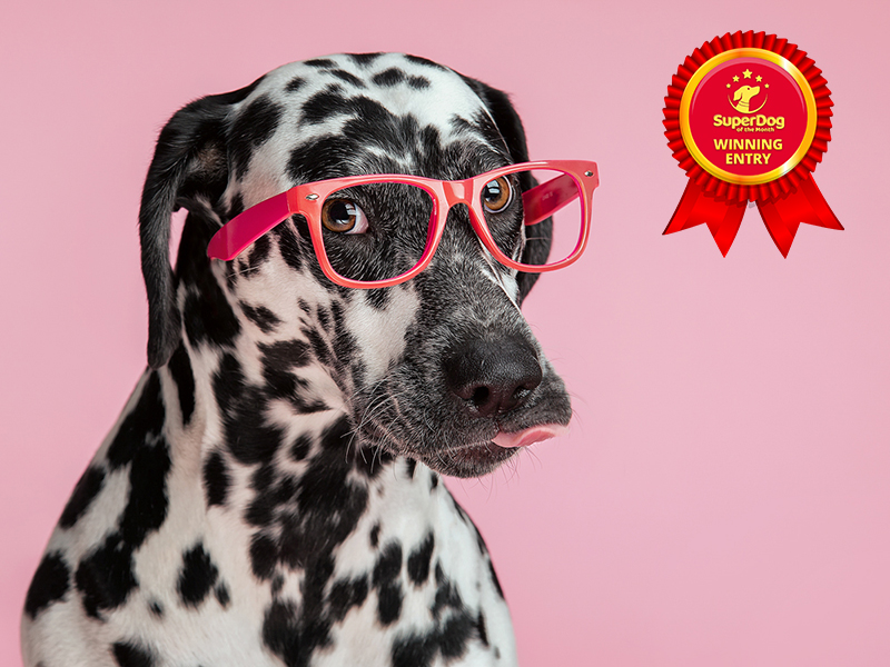 Dalmation wearing pink sunglasses with tongue poking out - winning entry in Superdog of the Month